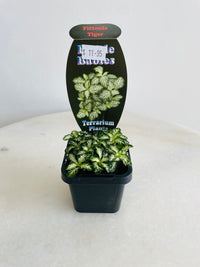 Tiger Nerve Plant | Fittonia albivenis | 70mm Nursery Pot