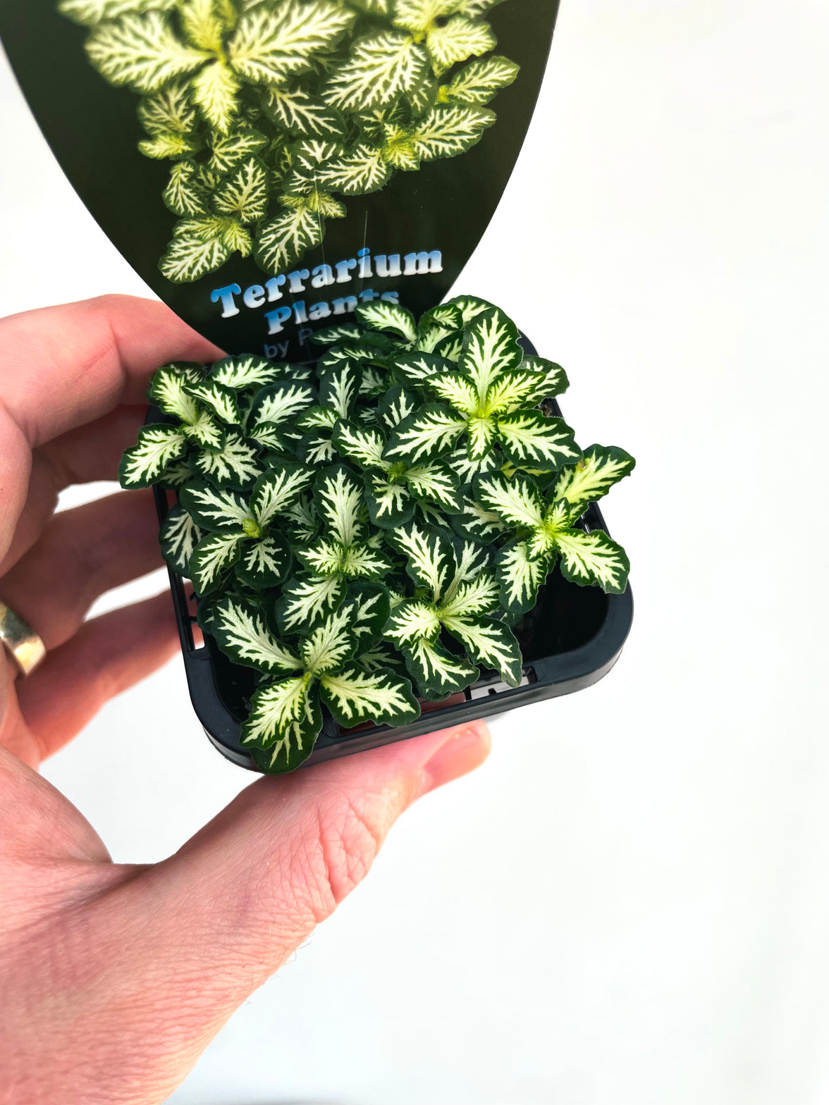 Tiger Nerve Plant | Fittonia albivenis | 70mm Nursery Pot