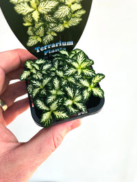 Tiger Nerve Plant | Fittonia albivenis | 70mm Nursery Pot