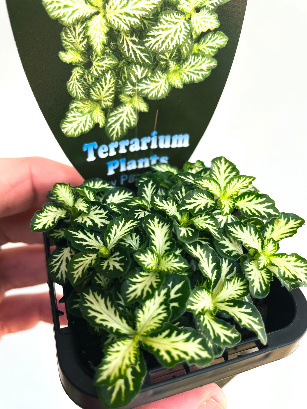Tiger Nerve Plant | Fittonia albivenis | 70mm Nursery Pot