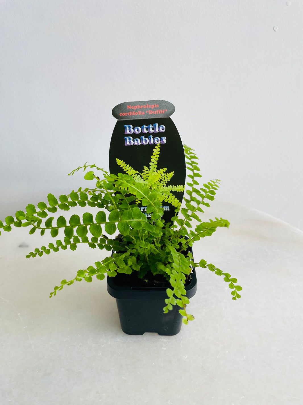 Button Fern 'Duffii' | Nephrolepis cordifolia | 70mm Nursery Pot