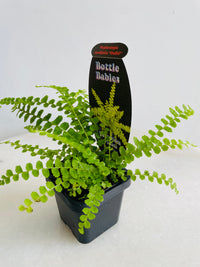 Button Fern 'Duffii' | Nephrolepis cordifolia | 70mm Nursery Pot