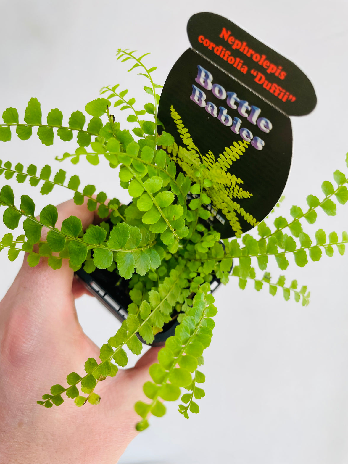 Button Fern 'Duffii' | Nephrolepis cordifolia | 70mm Nursery Pot