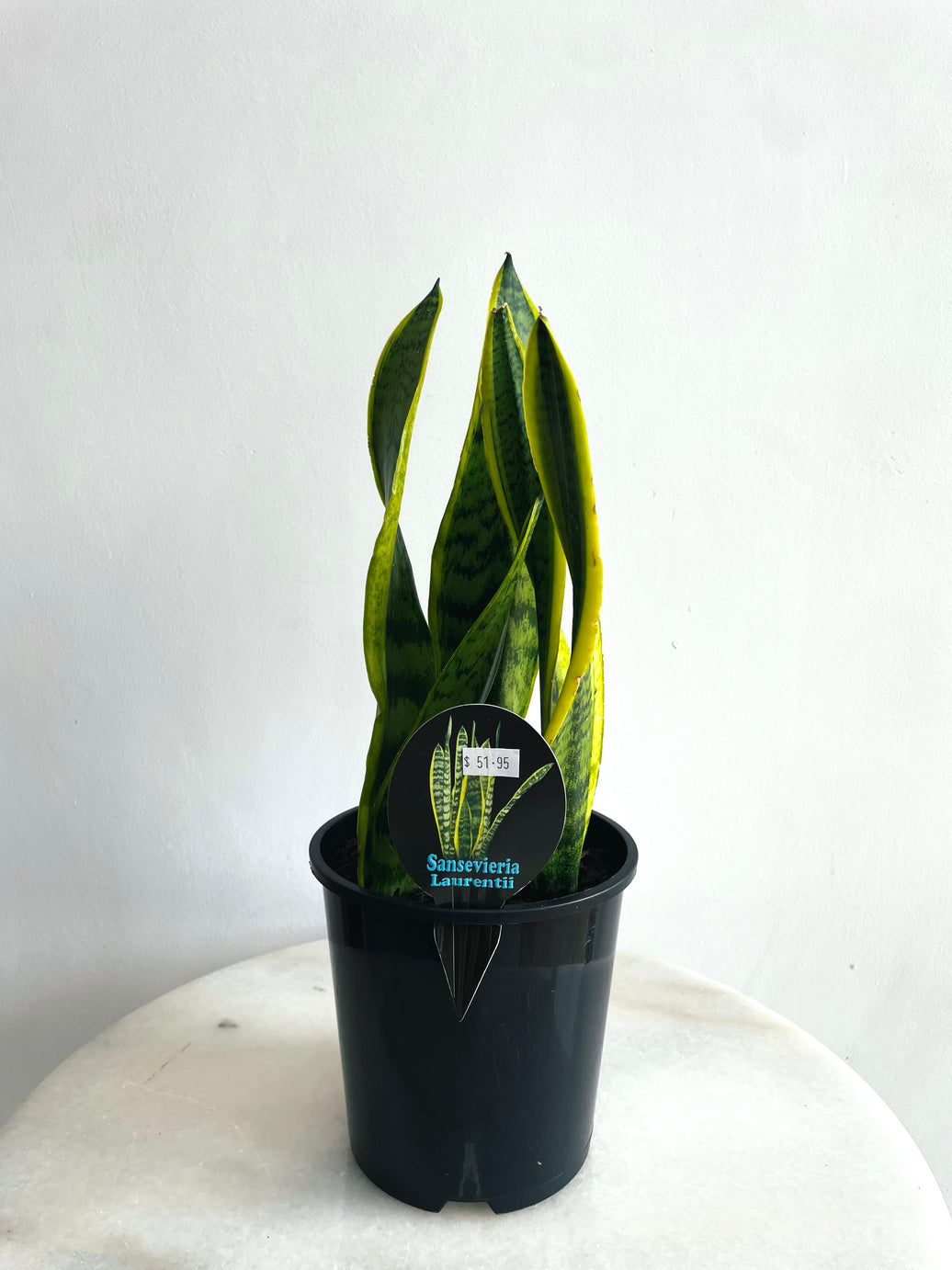 Laurentii Snake Plant | Sansevieria trifasciata | 150mm Nursery Pot