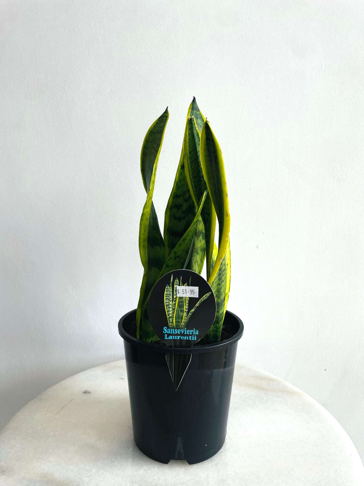 Laurentii Snake Plant | Sansevieria trifasciata | 150mm Nursery Pot