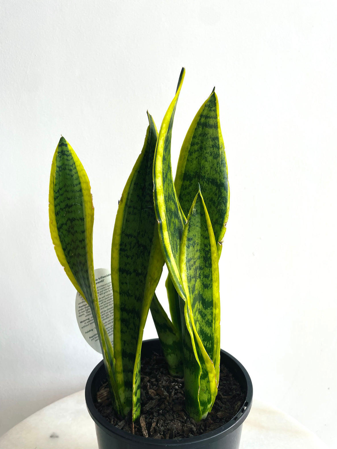 Laurentii Snake Plant | Sansevieria trifasciata | 150mm Nursery Pot