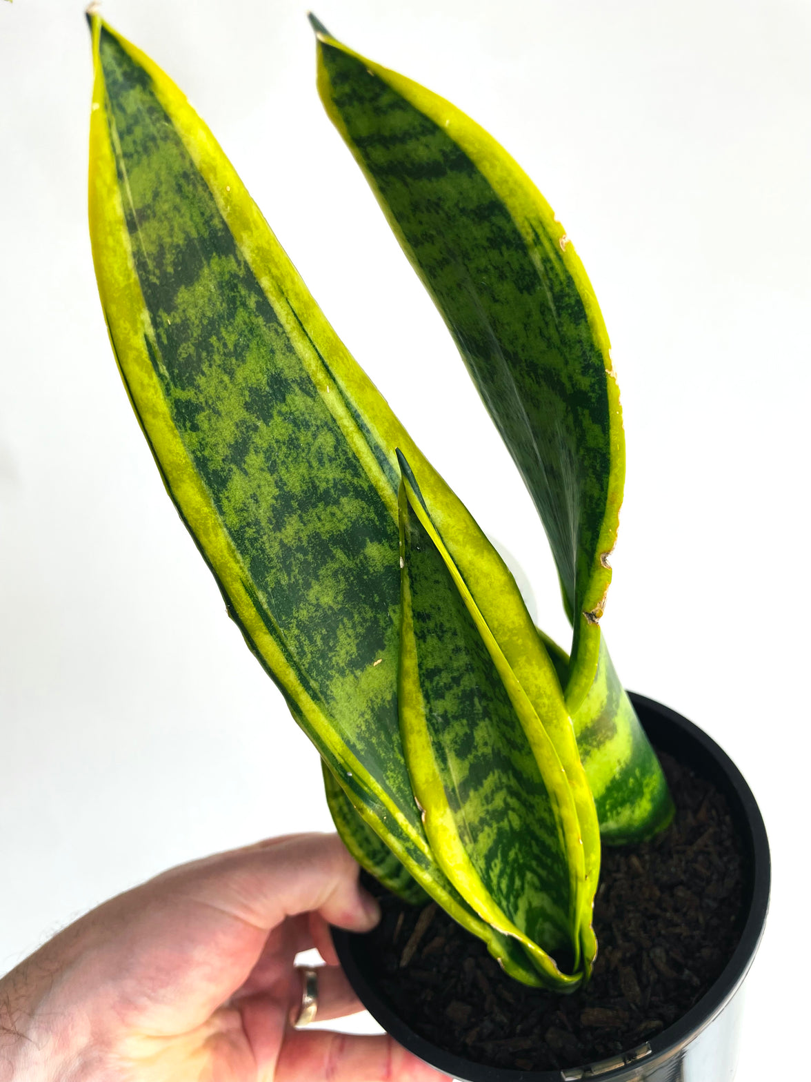 Laurentii Snake Plant | Sansevieria trifasciata | 150mm Nursery Pot