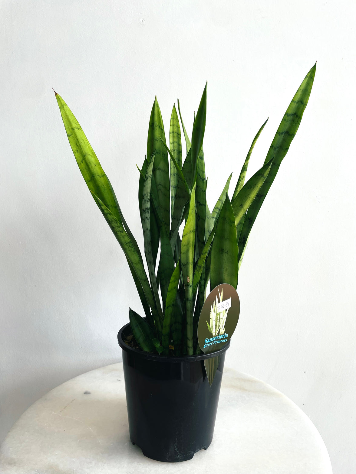 Silver Princess Snake Plant | Sansevieria trifasciata | 150mm Nursery Pot