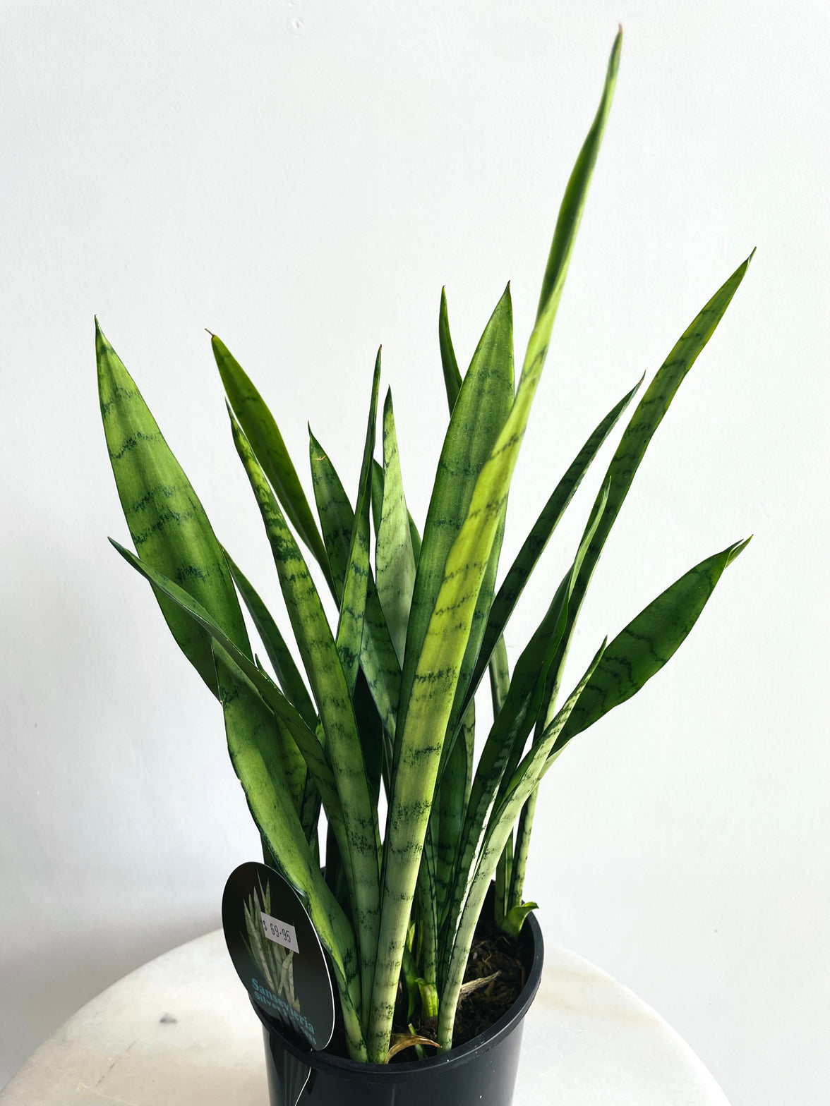 Silver Princess Snake Plant | Sansevieria trifasciata | 150mm Nursery Pot