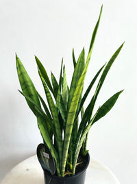 Silver Princess Snake Plant | Sansevieria trifasciata | 150mm Nursery Pot