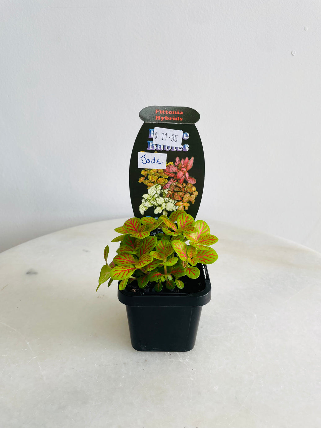 Jade Nerve Plant | Fittonia albivenis | 70mm Nursery Pot