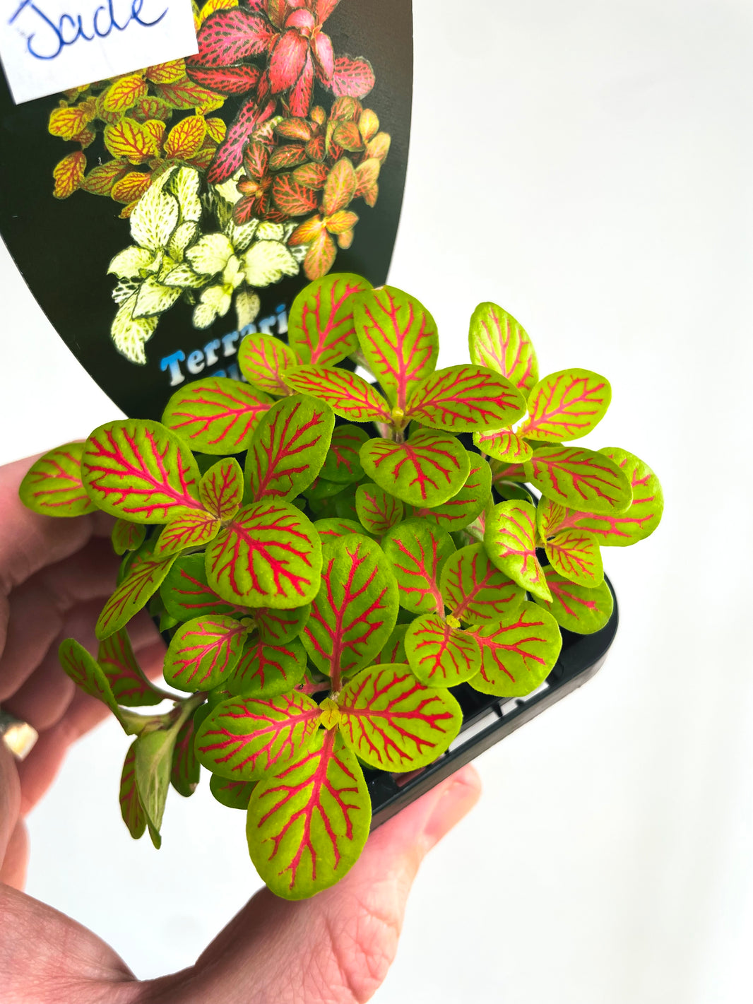 Jade Nerve Plant | Fittonia albivenis | 70mm Nursery Pot