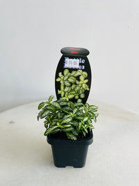 Snow Nerve Plant | Fittonia albivenis | 70mm Nursery Pot
