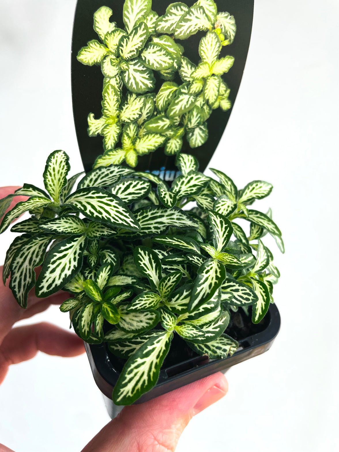 Snow Nerve Plant | Fittonia albivenis | 70mm Nursery Pot