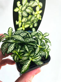 Snow Nerve Plant | Fittonia albivenis | 70mm Nursery Pot