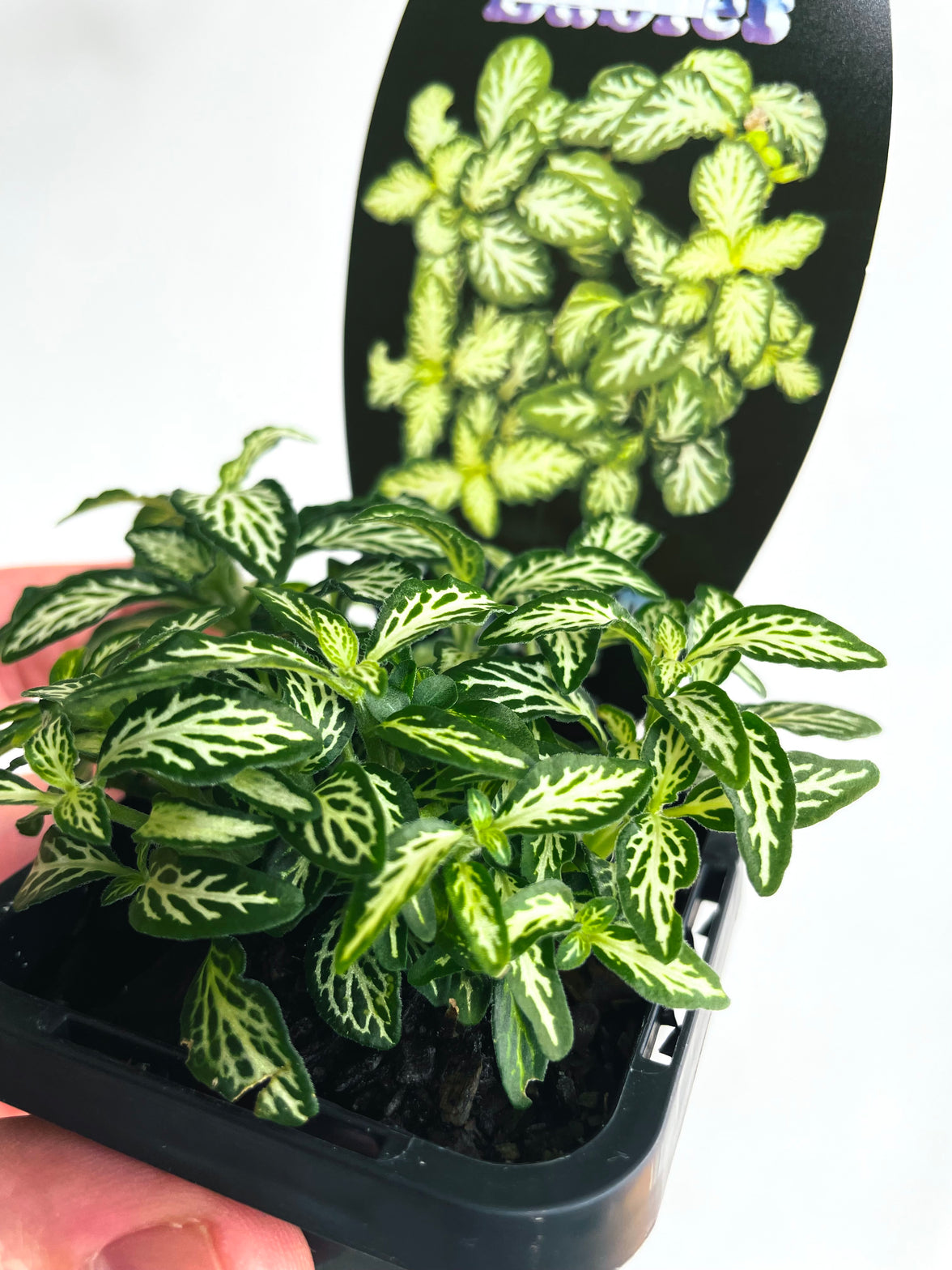 Snow Nerve Plant | Fittonia albivenis | 70mm Nursery Pot