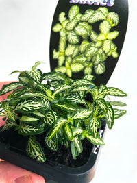 Snow Nerve Plant | Fittonia albivenis | 70mm Nursery Pot