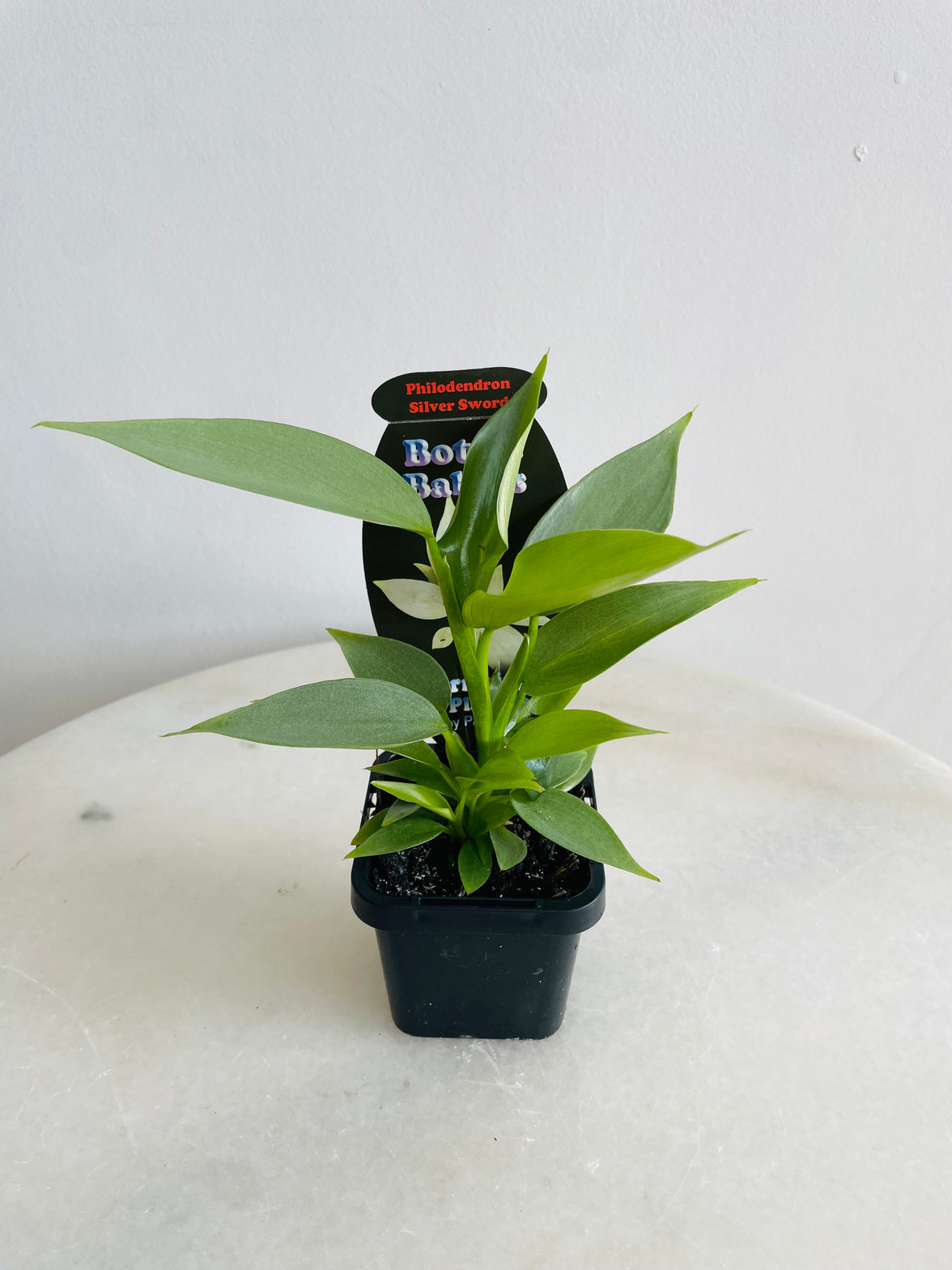 Silver Sword | Philodendron hastatum | 70mm Nursery Pot
