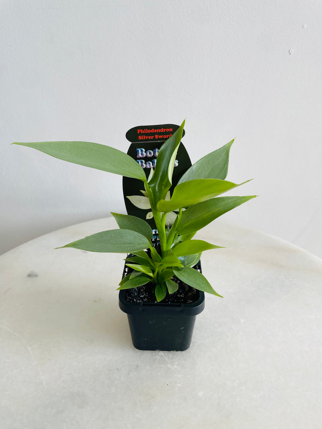 Silver Sword | Philodendron hastatum | 70mm Nursery Pot