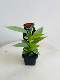 Silver Sword | Philodendron hastatum | 70mm Nursery Pot