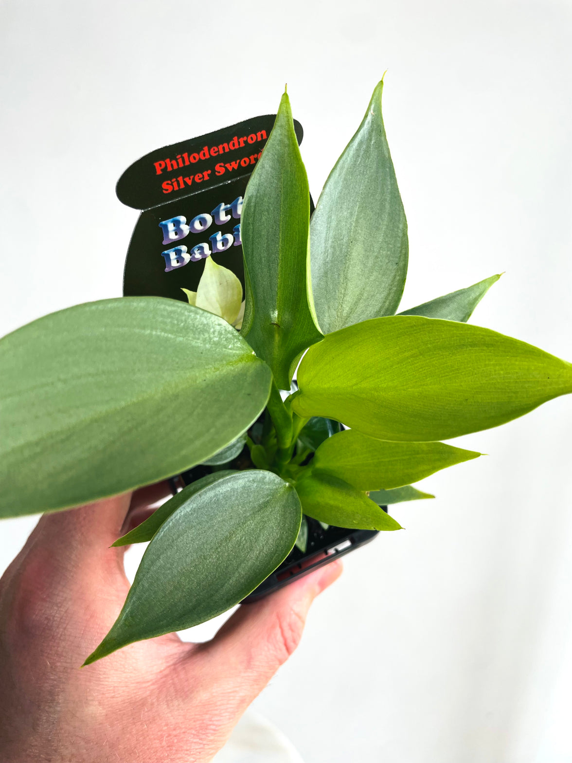 Silver Sword | Philodendron hastatum | 70mm Nursery Pot