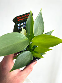 Silver Sword | Philodendron hastatum | 70mm Nursery Pot