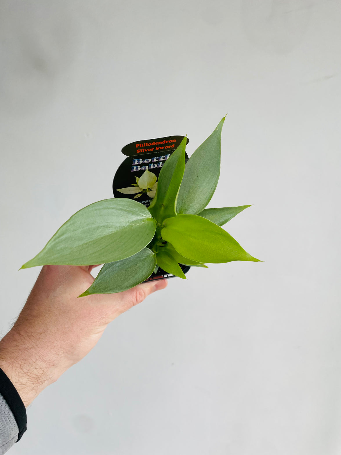 Silver Sword | Philodendron hastatum | 70mm Nursery Pot