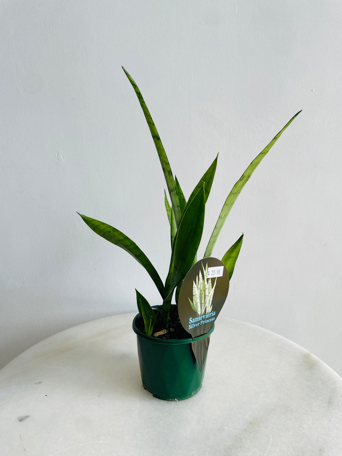 Silver Princess Snake Plant | Sansevieria trifasciata | 100mm Nursery Pot