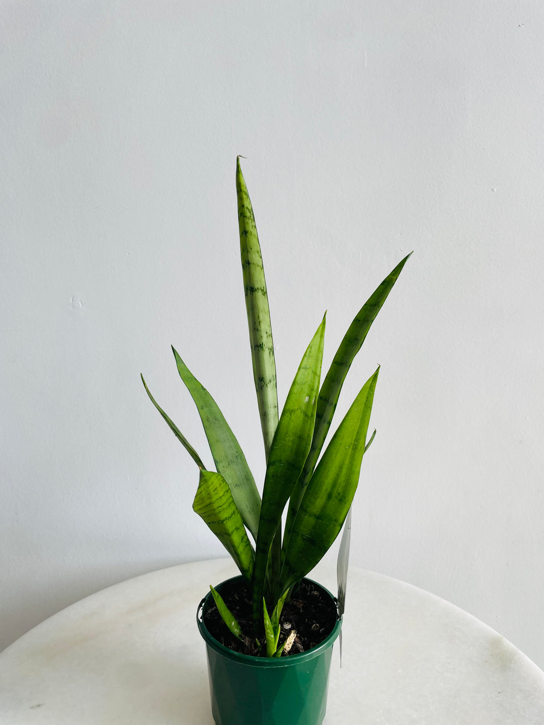 Silver Princess Snake Plant | Sansevieria trifasciata | 100mm Nursery Pot