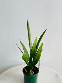 Silver Princess Snake Plant | Sansevieria trifasciata | 100mm Nursery Pot