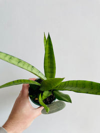 Silver Princess Snake Plant | Sansevieria trifasciata | 100mm Nursery Pot