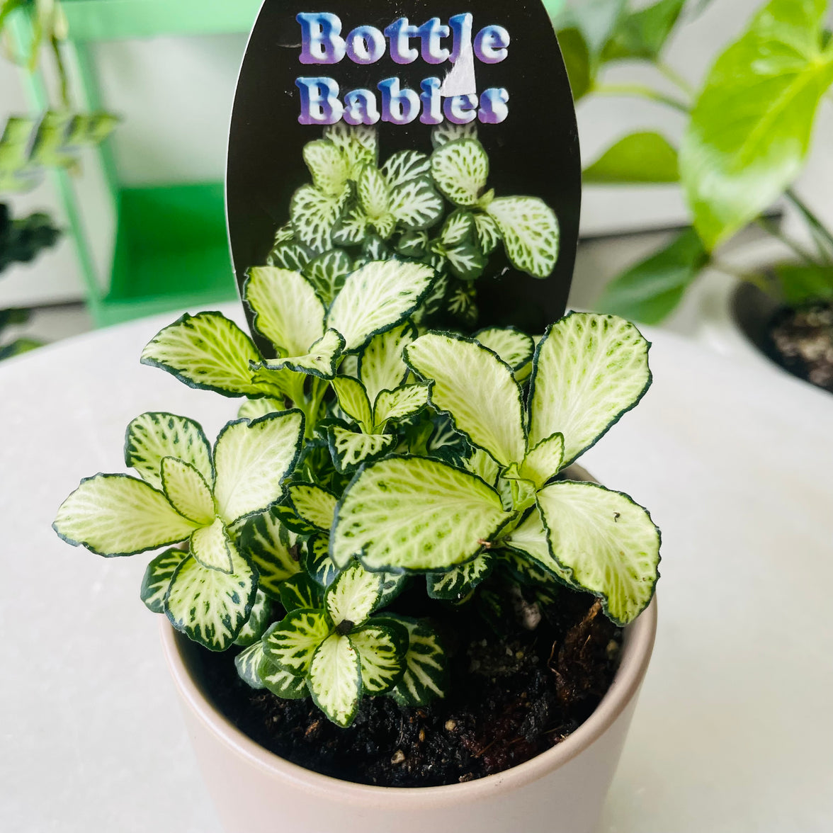 Fittonia 'White Anne' in Oslo Planter Mini