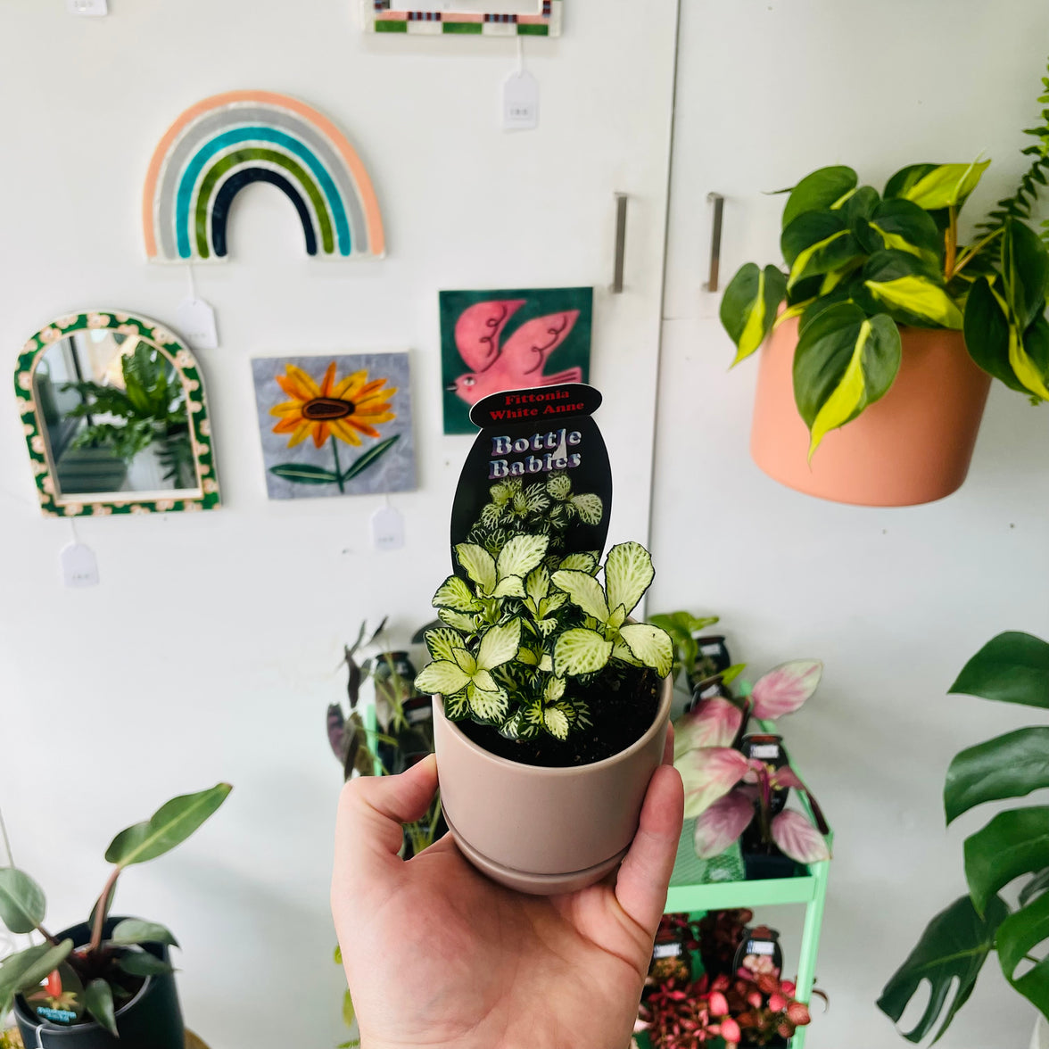 Fittonia 'White Anne' in Oslo Planter Mini