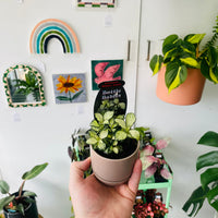 Fittonia 'White Anne' in Oslo Planter Mini