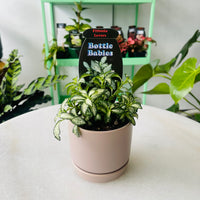 Fittonia 'Lovers' in Oslo Planter Mini