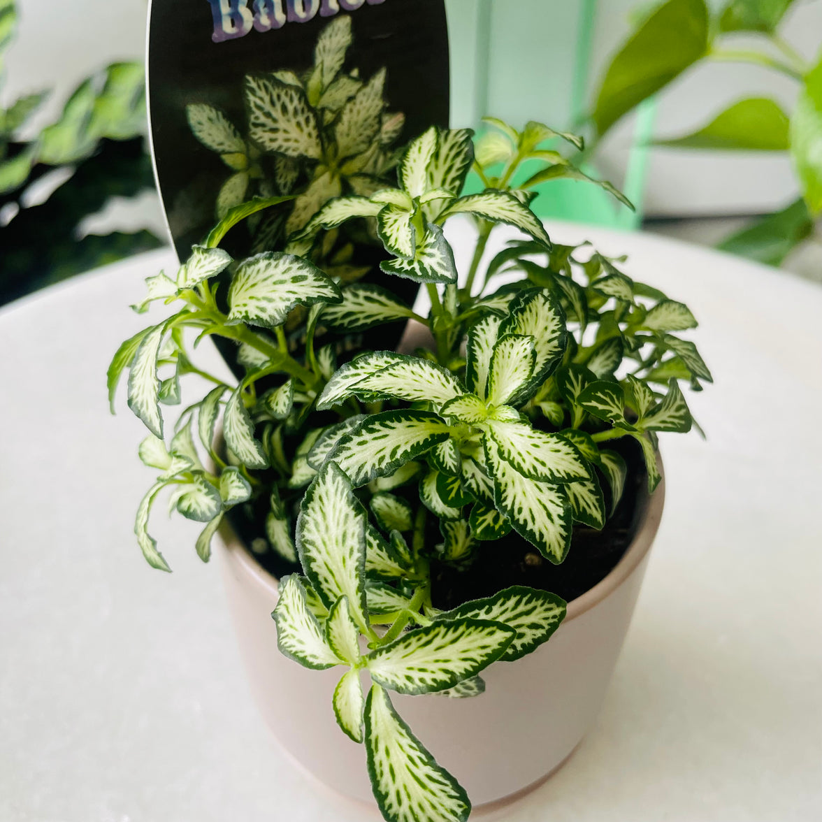 Fittonia 'Lovers' in Oslo Planter Mini