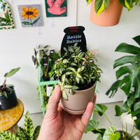 Fittonia 'Lovers' in Oslo Planter Mini