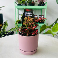 Fittonia 'Red Tabby' in Oslo Planter Mini