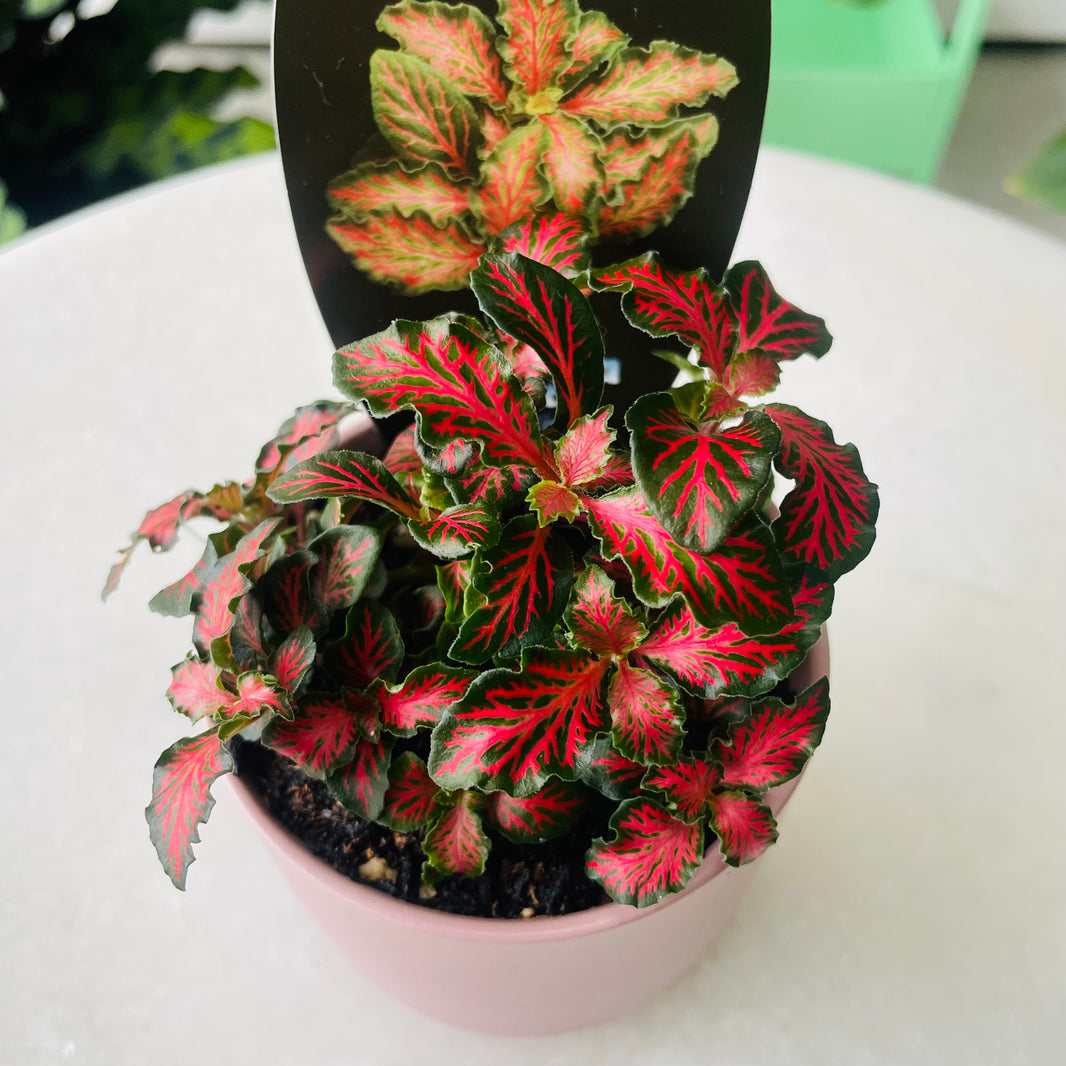 Fittonia 'Red Tabby' in Oslo Planter Mini