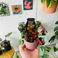 Fittonia 'Red Tabby' in Oslo Planter Mini
