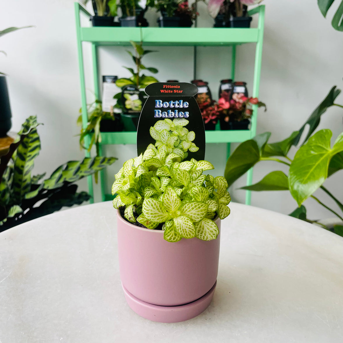 Fittonia 'White Star' in Oslo Planter Mini
