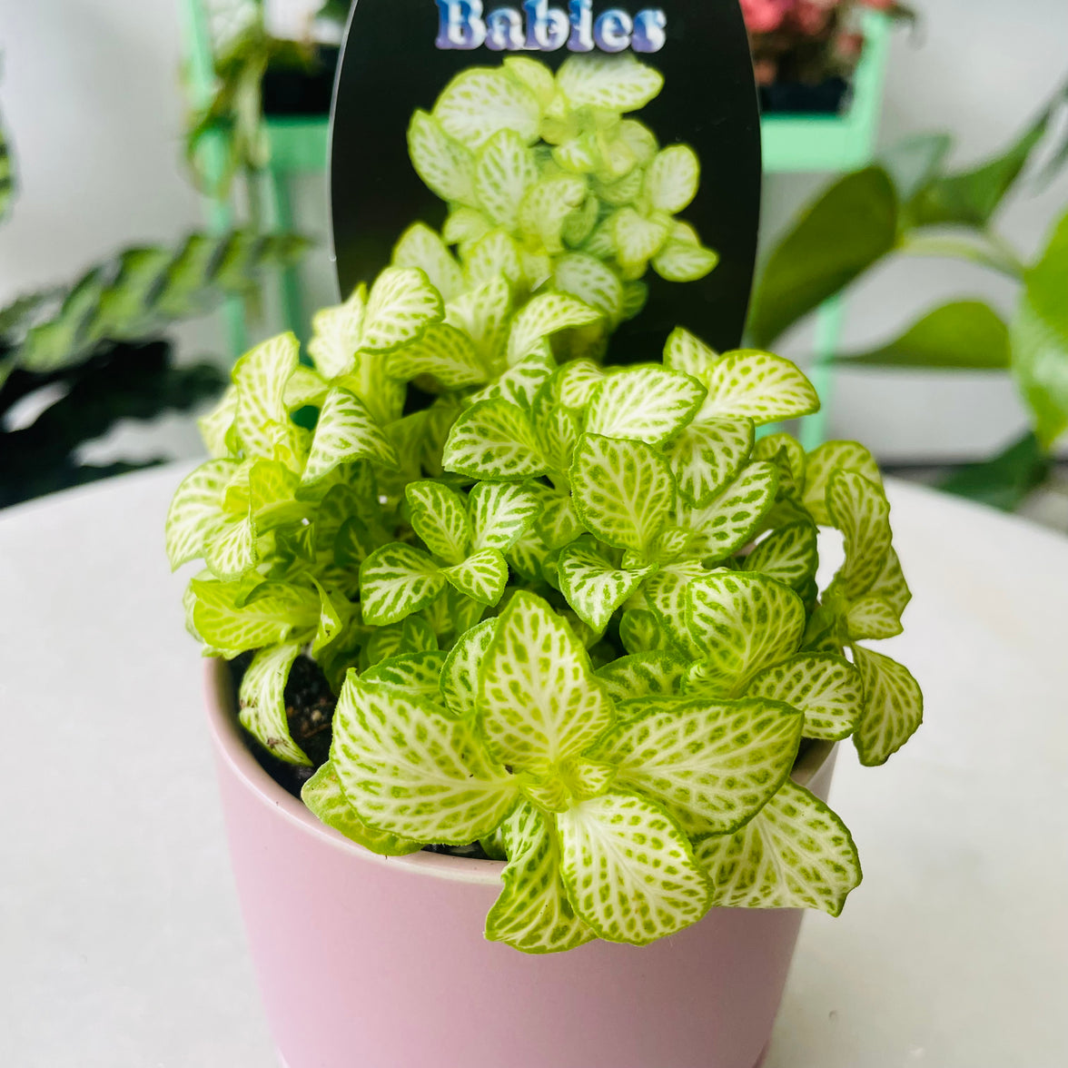 Fittonia 'White Star' in Oslo Planter Mini