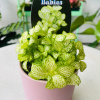 Fittonia 'White Star' in Oslo Planter Mini