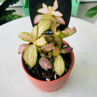Fittonia 'Peaches & Cream' in Oslo Planter Mini