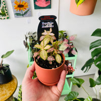 Fittonia 'Peaches & Cream' in Oslo Planter Mini