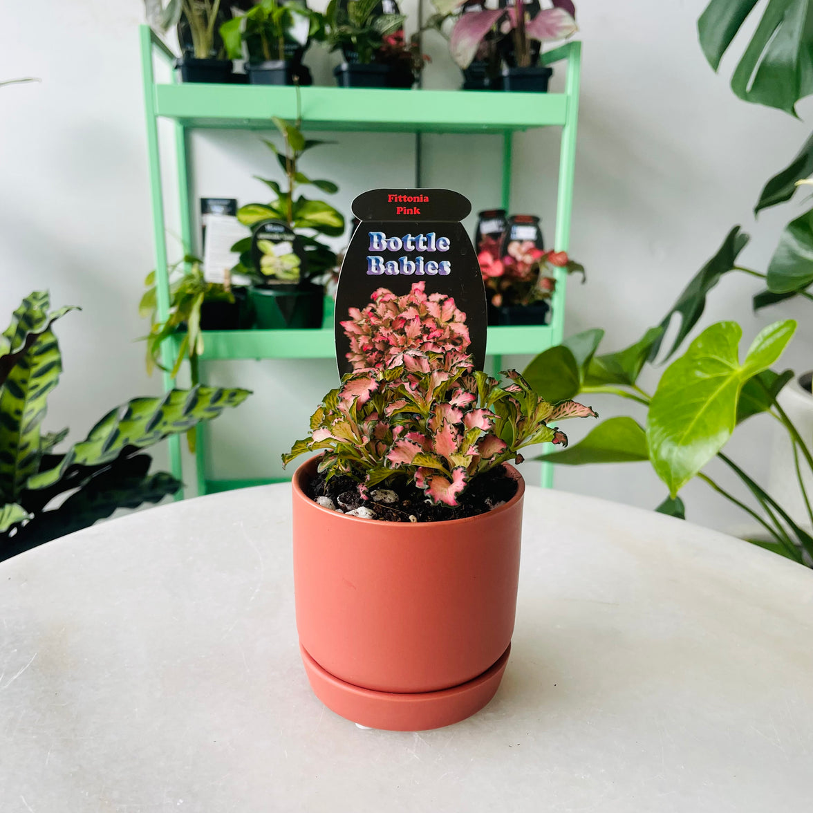 Fittonia 'Pink' in Oslo Planter Mini