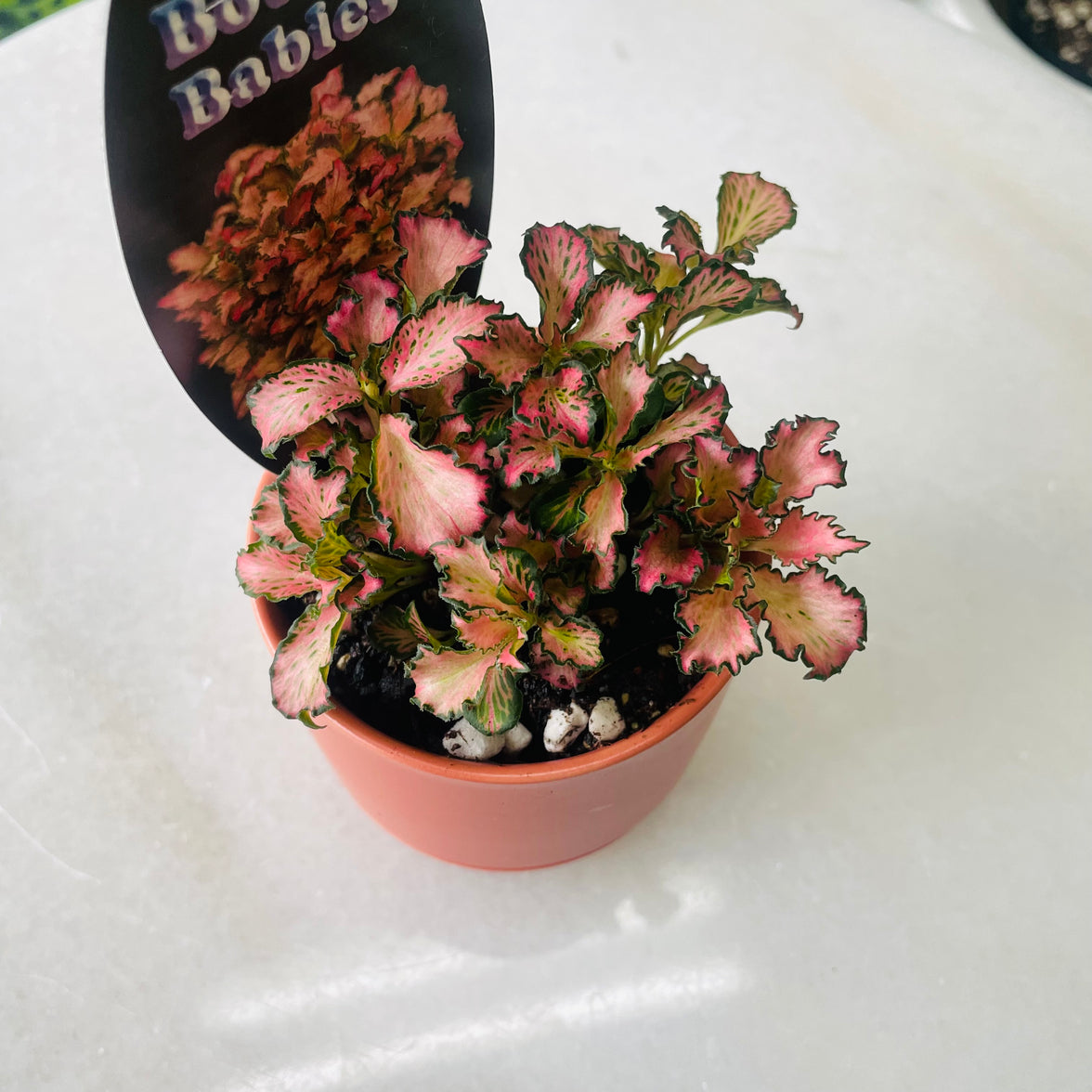 Fittonia 'Pink' in Oslo Planter Mini