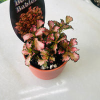 Fittonia 'Pink' in Oslo Planter Mini