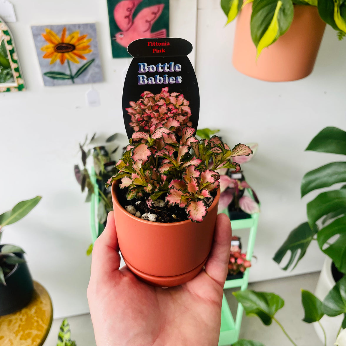 Fittonia 'Pink' in Oslo Planter Mini