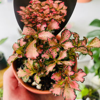 Fittonia 'Pink' in Oslo Planter Mini